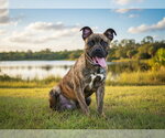 Small #1 Boxer Mix