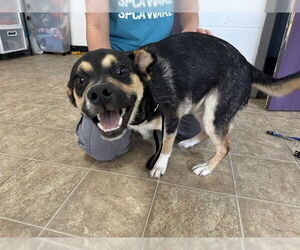 Chihuahua-Unknown Mix Dogs for adoption in Raleigh, NC, USA