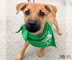 Small #1 Spaniel Mix
