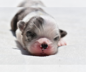 Shih Aussie Puppy for sale in PALM COAST, FL, USA