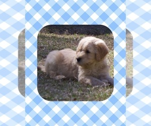 Goldendoodle Puppy for sale in NEWINGTON, GA, USA