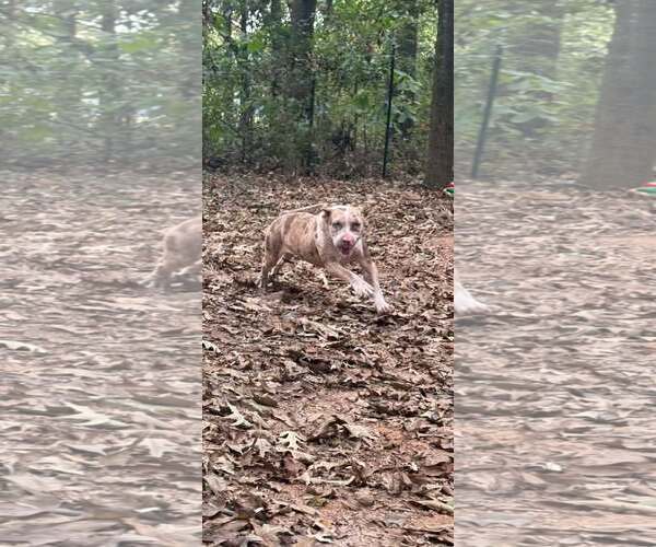 Medium Photo #3 American Pit Bull Terrier Puppy For Sale in Hillsboro, NH, USA