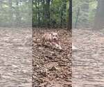 Small #2 American Pit Bull Terrier