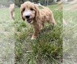 Small #17 Goldendoodle (Miniature)