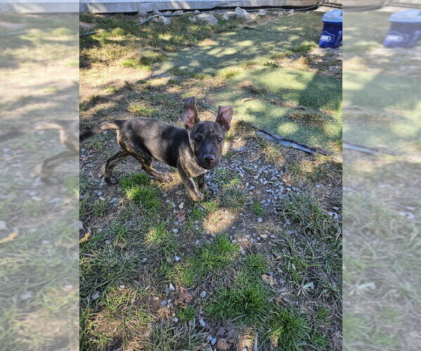Medium Photo #2 Black Mouth Cur-Unknown Mix Puppy For Sale in Tracy City, TN, USA