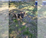 Small Photo #2 Black Mouth Cur-Unknown Mix Puppy For Sale in Tracy City, TN, USA