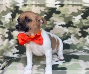 Jack-Rat Terrier Puppy for sale in LAKELAND, FL, USA