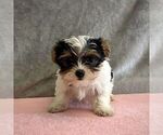 Small Yorkshire Terrier