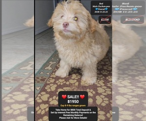 Zuchon Puppy for sale in TUCSON, AZ, USA