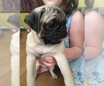Small Photo #6 Pug Puppy For Sale in SHERMAN OAKS, CA, USA