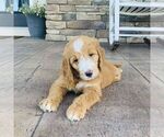 Small #2 Goldendoodle
