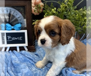Cavalier King Charles Spaniel Puppy for sale in ABILENE, TX, USA