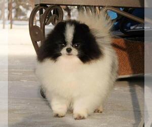 Father of the Pomeranian puppies born on 08/01/2022