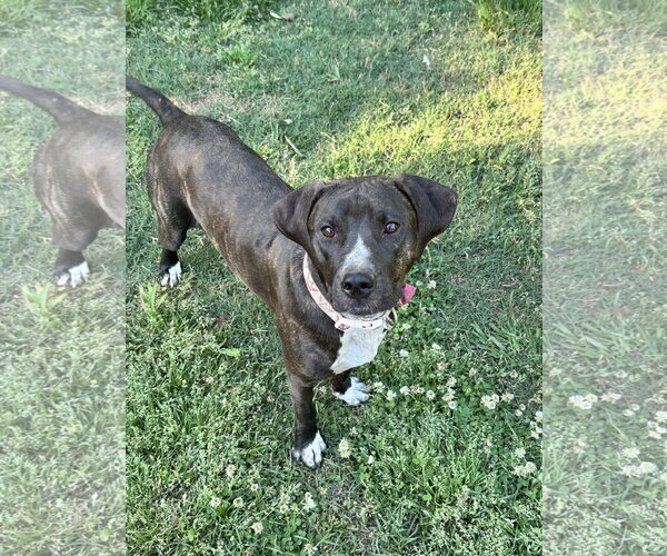 Medium Photo #3 Labrador Retriever-Unknown Mix Puppy For Sale in Ball Ground, GA, USA