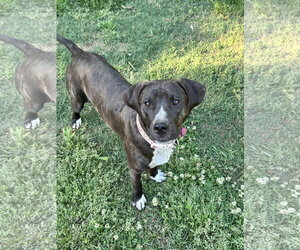 Nangi/Princess - Female Labrador Retriever-Unknown Mix Dog for Adoption - Photo #3