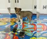 Small Photo #4 Shetland Sheepdog Puppy For Sale in MILWAUKEE, WI, USA