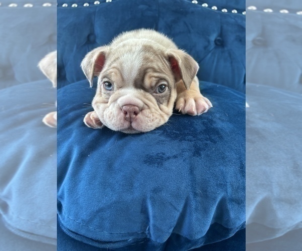 Medium Photo #8 English Bulldog Puppy For Sale in DETROIT, MI, USA