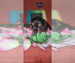 Small Photo #116 Yorkshire Terrier Puppy For Sale in AKRON, OH, USA