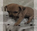 Small Chihuahua Mix