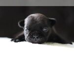 Small Photo #3 French Bulldog Puppy For Sale in LAWRENCEVILLE, GA, USA