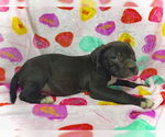 Small #1 Bulldog-Labrador Retriever Mix