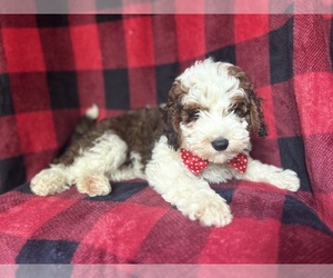 ShihPoo Puppy for sale in LAKELAND, FL, USA