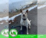 Small #6 Red Heeler Mix