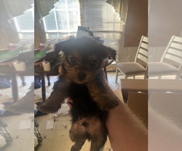 Medium Photo #7 Yorkshire Terrier Puppy For Sale in DENHAM SPRINGS, LA, USA
