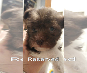 Ratshi Terrier Puppy for sale in SHEBOYGAN, WI, USA