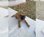 Small Photo #26 Boxer Puppy For Sale in COWETA, OK, USA
