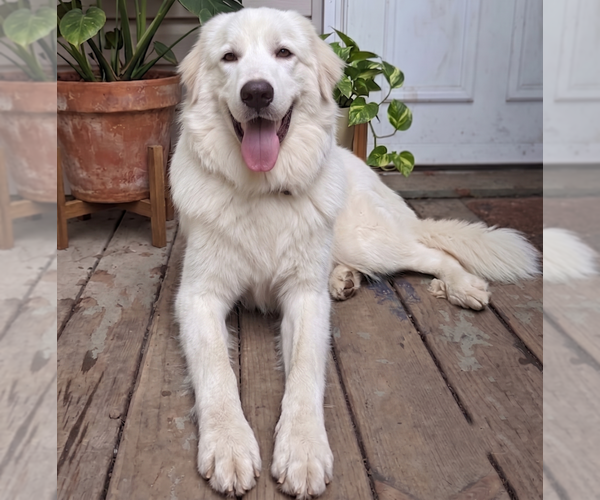 Medium Photo #1 Golden Pyrenees Puppy For Sale in Grovertown, IN, USA