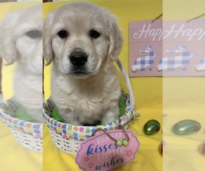 English Cream Golden Retriever Puppy for sale in DEARBORN, MO, USA