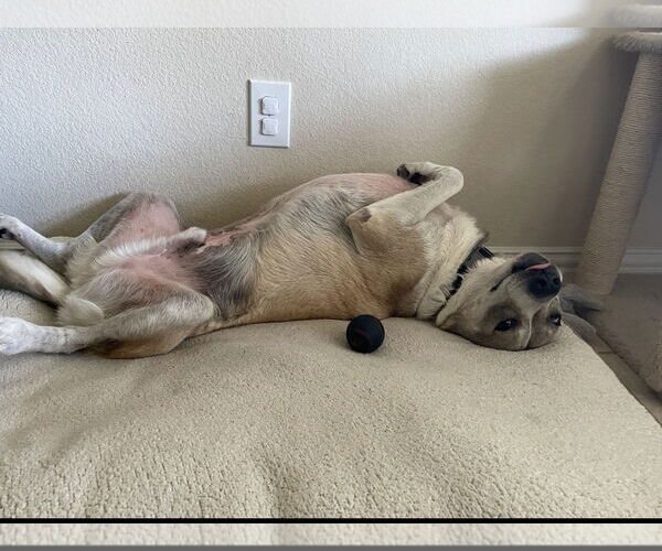 Medium Photo #3 Mutt Puppy For Sale in Euless, TX, USA