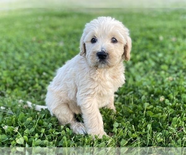 Medium Photo #3 Labradoodle Puppy For Sale in CANON, GA, USA