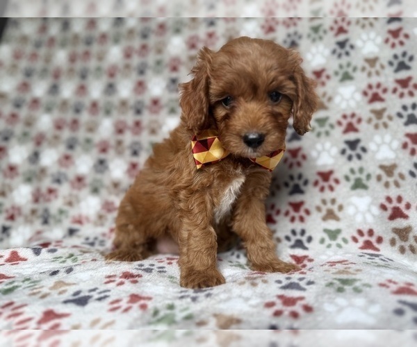 Medium Photo #4 Cockapoo (Miniature) Puppy For Sale in LAKELAND, FL, USA