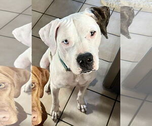 American Staffordshire Terrier-Unknown Mix Dogs for adoption in Duluth, MN, USA