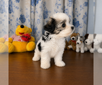 Small #38 Morkie