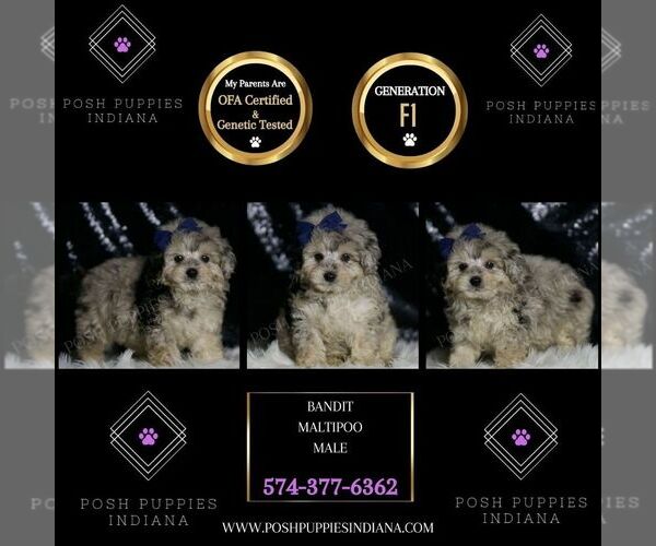 Medium Photo #6 Maltipoo Puppy For Sale in WARSAW, IN, USA