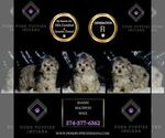 Small #5 Maltipoo