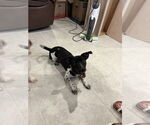 Small #3 Jack Russell Terrier Mix