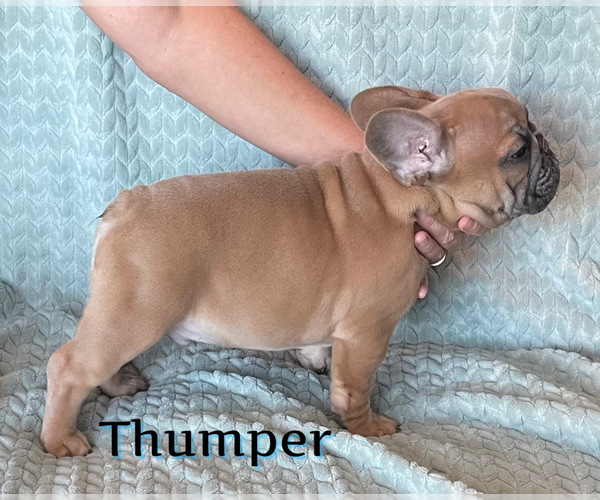 Medium Photo #16 French Bulldog Puppy For Sale in PERRIS, CA, USA