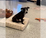 Small Labrador Retriever Mix