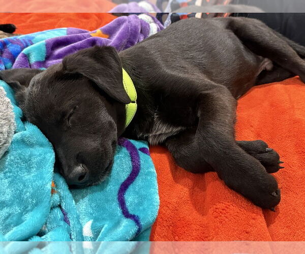 Medium Photo #3 Labrador Retriever-Unknown Mix Puppy For Sale in Brewster, NY, USA