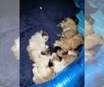 Small #2 Shih Tzu