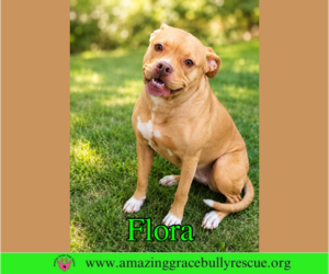Flora - Female American Pit Bull Terrier-Unknown Mix Dog for Adoption - Photo #7