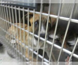 Boxer-Unknown Mix Dogs for adoption in Oklahoma City, OK, USA