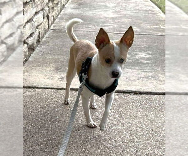 Medium Photo #8 Chihuahua-Unknown Mix Puppy For Sale in Boonton, NJ, USA