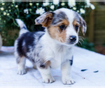 Puppy 4 Dorgi