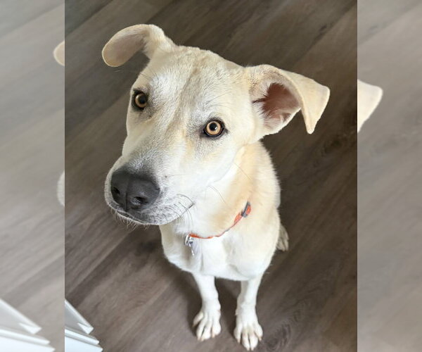 Medium Photo #7 Anatolian Pyrenees Puppy For Sale in Oak Bluffs, MA, USA