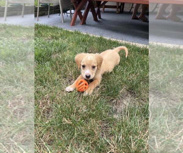 Medium Photo #2 Golden Retriever-Plott Hound Mix Puppy For Sale in Springdale, PA, USA